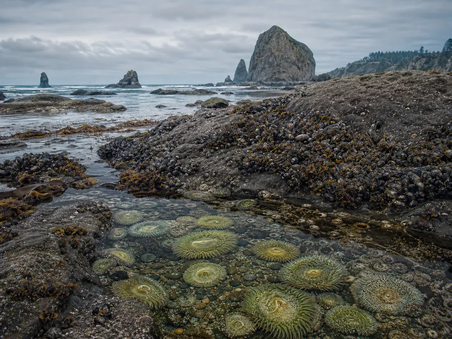 Tide pools among dark coastal rocks